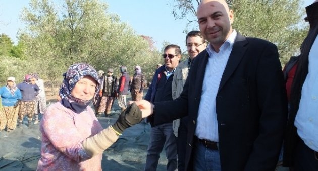 Burhaniye Belediyesi Körfezin En Büyük Zeytincisi Oldu