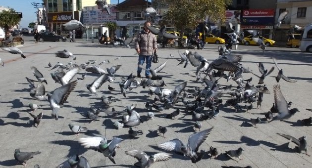 Burhaniye Meydanına Güvercin Güzelliği