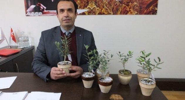 Burhaniye’de Annelere Çiçek Yerine Zeytin Ağacı Hediye Edildi