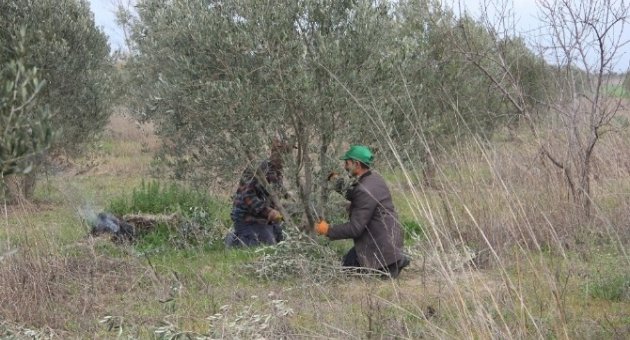 Burhaniye’de Belediye Zeytinlerinde Budama