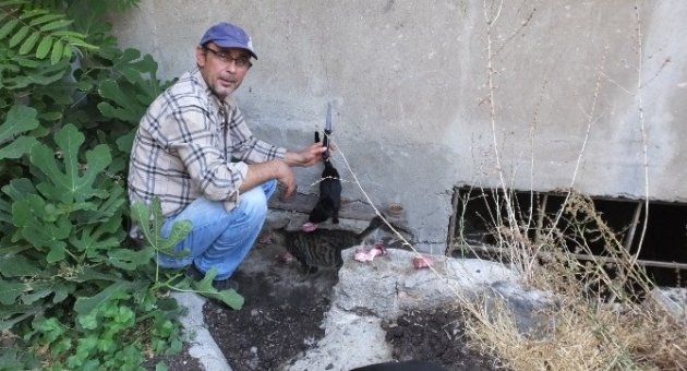 Burhaniye’de Emekli Vatandaş Sokak Kedilerine Sahip Çıktı