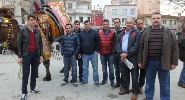 Burhaniye’de Güreş Develeri Görücüye Çıktı
