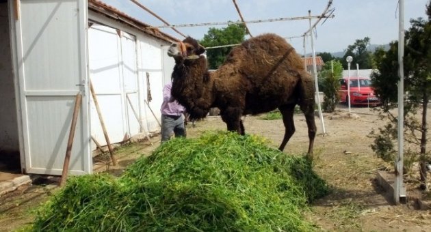 Burhaniye’de Güreş Develerine Bahar Bakımı