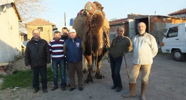 Burhaniye’de Güreş Develerini Kızıştırma Toplantısı