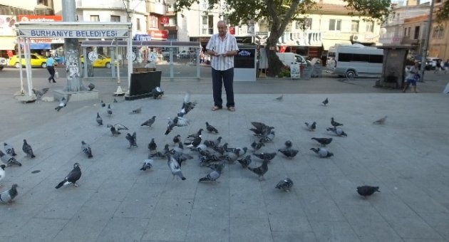 Burhaniye’de Güvercin Besleme İmecesi