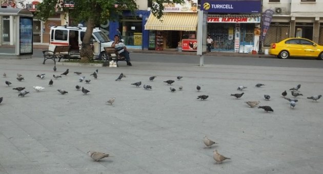 Burhaniye’de Güvercinler İmece İle Besleniyor