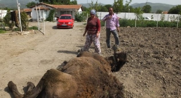 Burhaniye’de Kadın Deve Bakıcısı