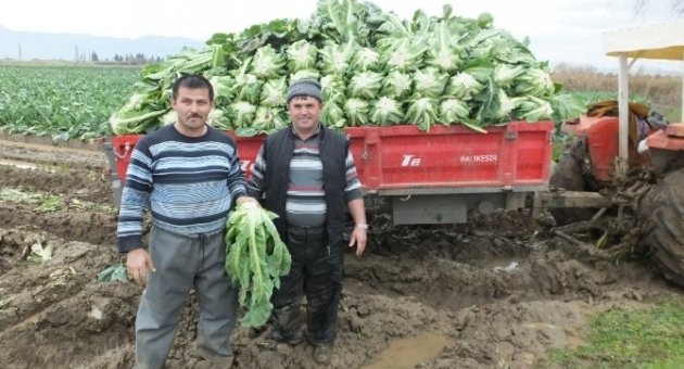 Burhaniye’de Karnıbahar Çiftçiyi Sevindirdi