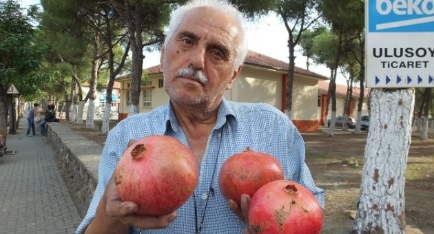 Burhaniye’de Kiloluk Narlar İlgi Gördü