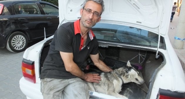 Burhaniye’de Köpekleri Zehirlediler