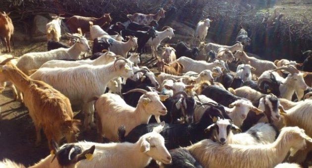 Burhaniye’de Koyun Ve Keçilere Sayım
