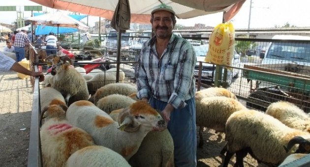 Burhaniye’de Kurbanlıklar Alıcı Bekliyor