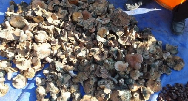 Burhaniye’de Melki Mantarı Geçim Kaynağı Oldu