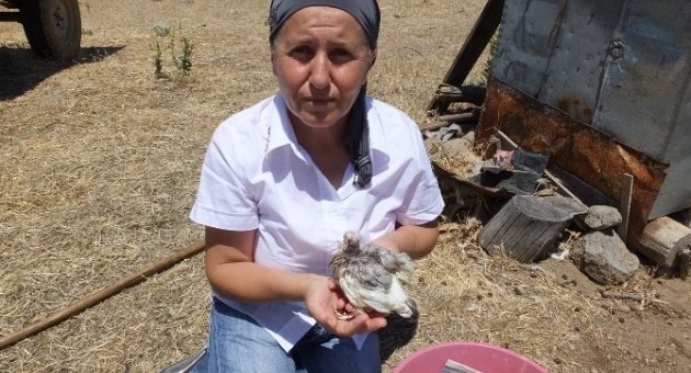 Burhaniye’de Neşe Hanım Anası Çalınan Yavruya Sahip Çıktı