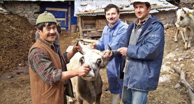 Burhaniye’de Sığırlara Şap Aşısı Yapılacak