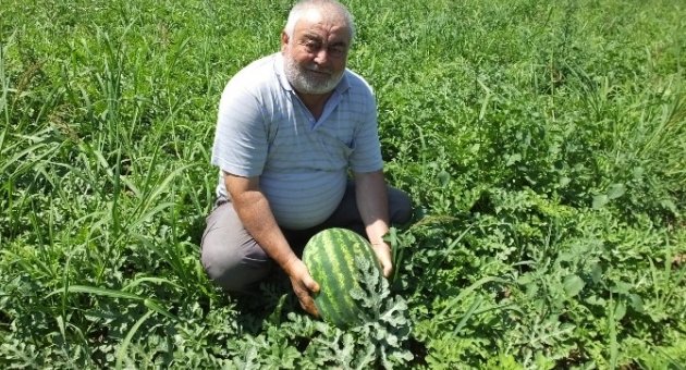 Burhaniye’de Yerli Karpuz Çıktı