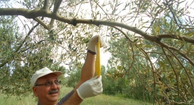 Burhaniye’de Zeytin Sineği Sayımı