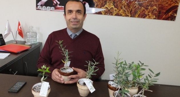 Burhaniye’de Zeytin Tanıtım Kampanyası