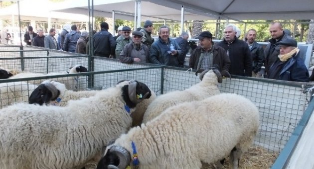 Burhaniyeli Çiftçiler Fuarlarda Yeni Teknolojileri Takip Ediyor