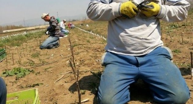 Bursa Ormanlarında Ceviz Yetiştirilecek