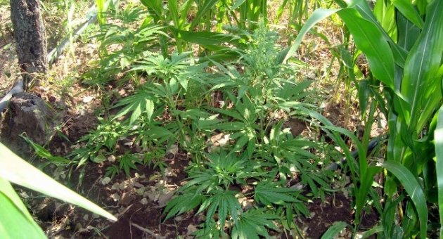 Bursa’da 62 Kök Kenevir Bitkisi Ele Geçirildi