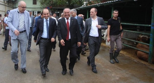 Bursa’da Kaçan Boğaları Yakalama Timi Kuruldu