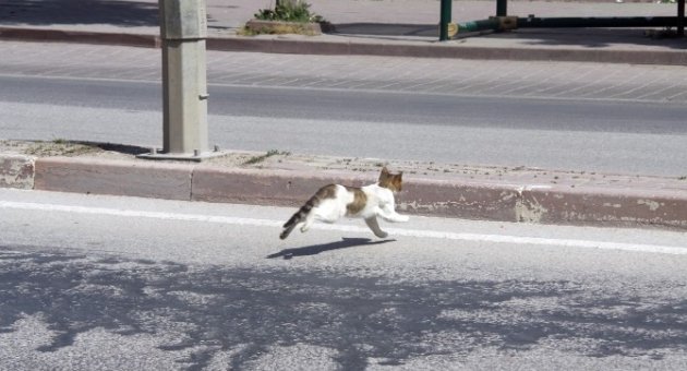 Bursa’da Kedi Kurtarma Operasyonu