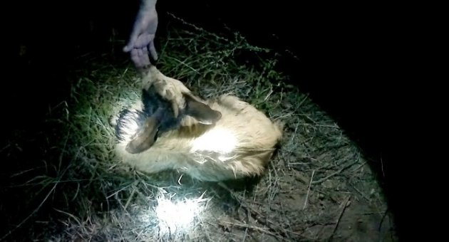 Bursa’da Kuyuya Düşen Keçiyi İtfaiye Ekipleri Kurtardı