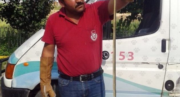 Bursa’da Zehirli Yılan Paniği