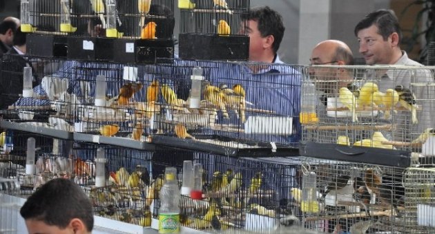 Bursa’nın Şampiyon Kuşları Belirleniyor