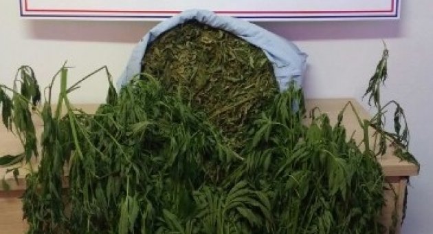 Çam Ağaçlarını Kesip Esrar Tarlası Açtılar