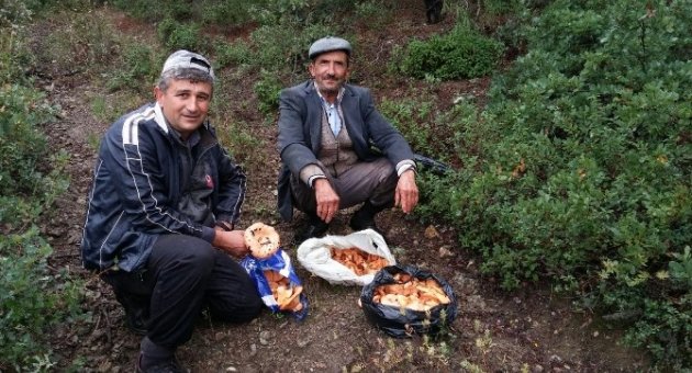 Çam Mantarına Büyük İlgi
