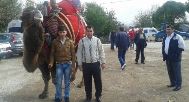 Çan Deveciler Derneğinden Engelli Aracı İçin Güreş