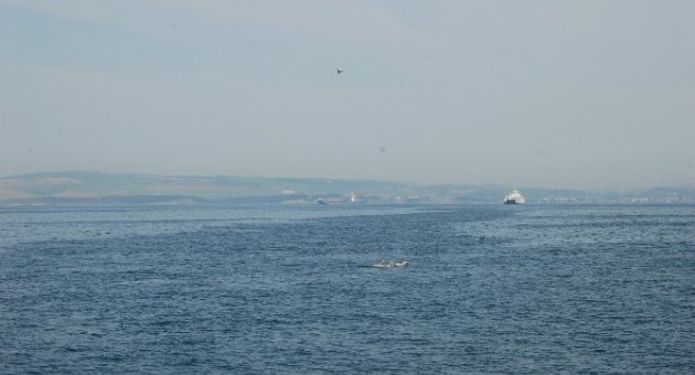 Çanakkale Boğazında Lüfer Akını