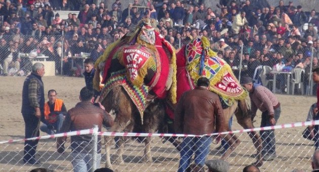 Çanakkale’de Deve Güreşleri