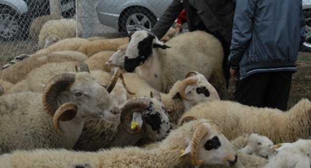 Çanakkale’de En Çok Küçükbaş Hayvan Yetiştiriliyor