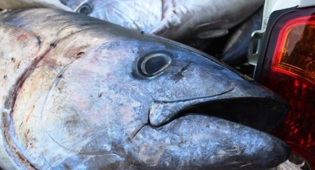 Çanakkale’de Kaçak Avlanmayla Yakalanan 400 Kilo Orkinosa El Konuldu
