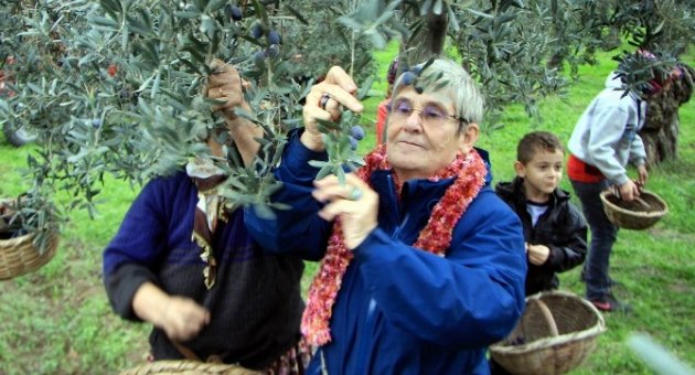 Canan Karatay Zeytin Topladı