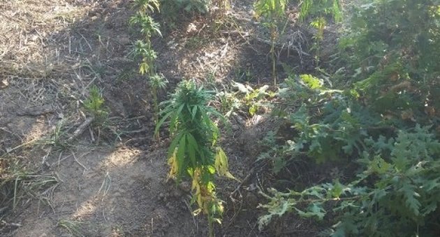 Çan’da 41 Kök Hint Keneviri Ele Geçirildi