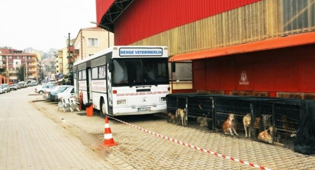 Çan’da Sokak Hayvanlarını Kısırlaştırma Çalışması