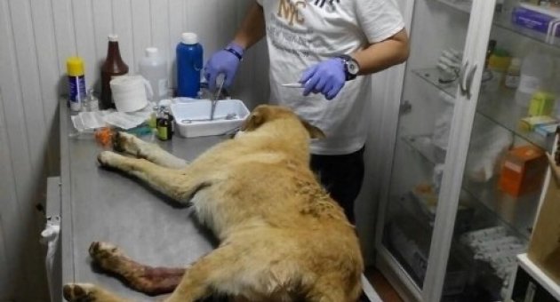 Çarptığı Köpek İçin Veteriner Çağırdı