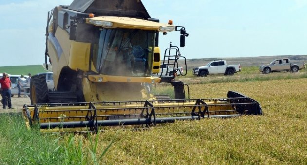Çeltik Diyarı İpsala’da Hasat Dualarla Başladı