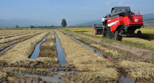 Çeltik Ekimi İçin Başvurular Başladı