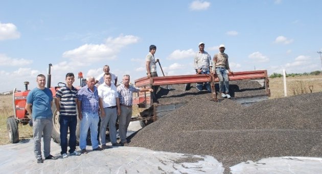Çerkezköy Yağlı Tohumlar Tarım Satış Kooperatifi Ayçiçeği Alımına Başladı