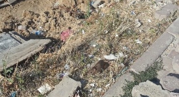 Çerkezköy’de Fare Paniği