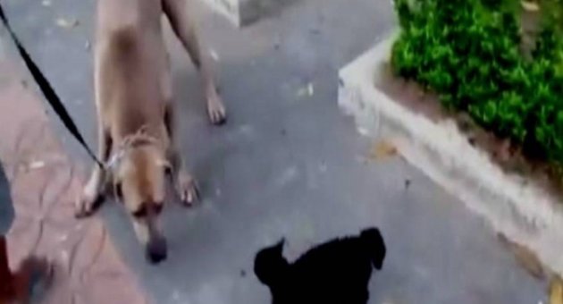 Cesur Kedi Yavrusunu Köpeğin Pençelerinden Böyle Kurtardı