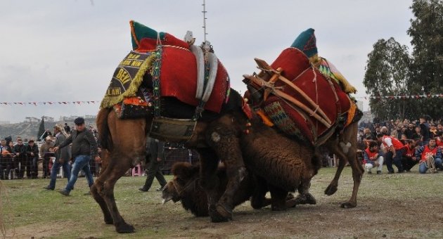 Çiğli Deve Güreşleri İçin Geri Sayım