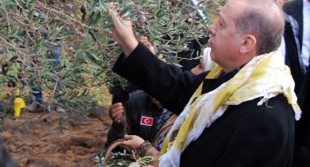 Cumhurbaşkanı Erdoğan Ve Eşi, Zeytin Topladı