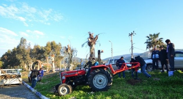 Daha Yeşil Bir Foça İçin 500 Çınar