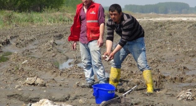 ‘derya Kuzusu’ Değil, ‘tarla Kuzusu’ Bunlar
